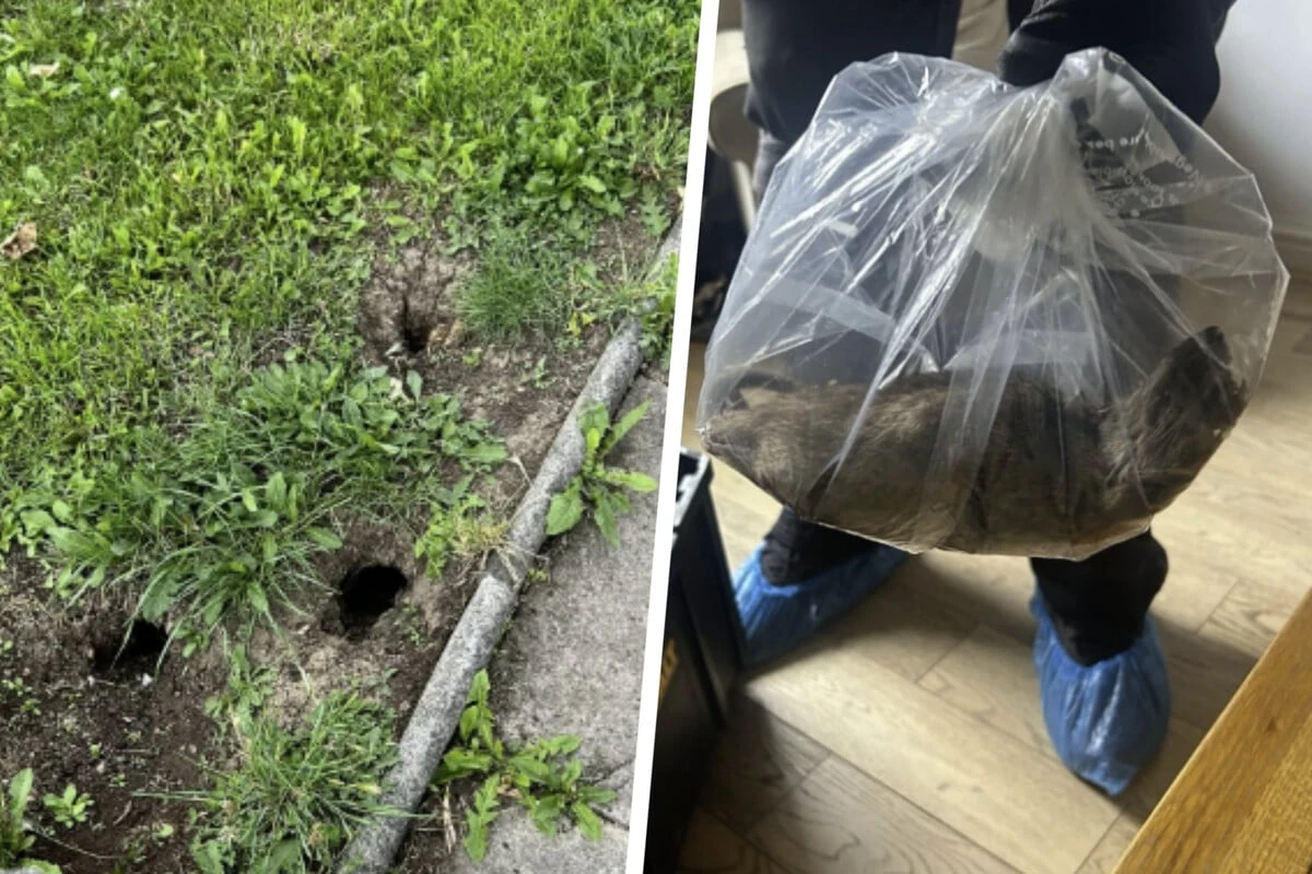 Größte Ratte in der Landesgeschichte: Monster-Nager terrorisiert Hausbesitzer