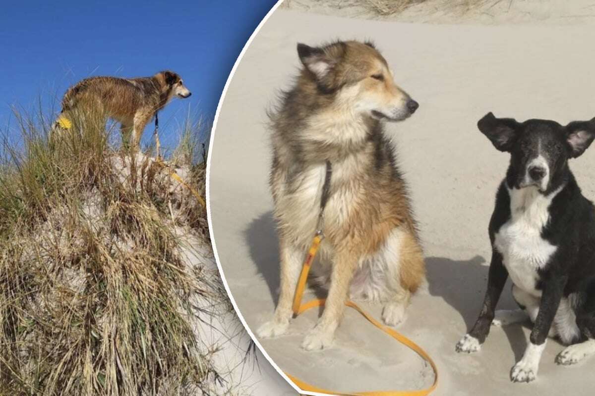 Nach Jahren im Tierheim: Hund findet unerwartetes Happy End am Strand