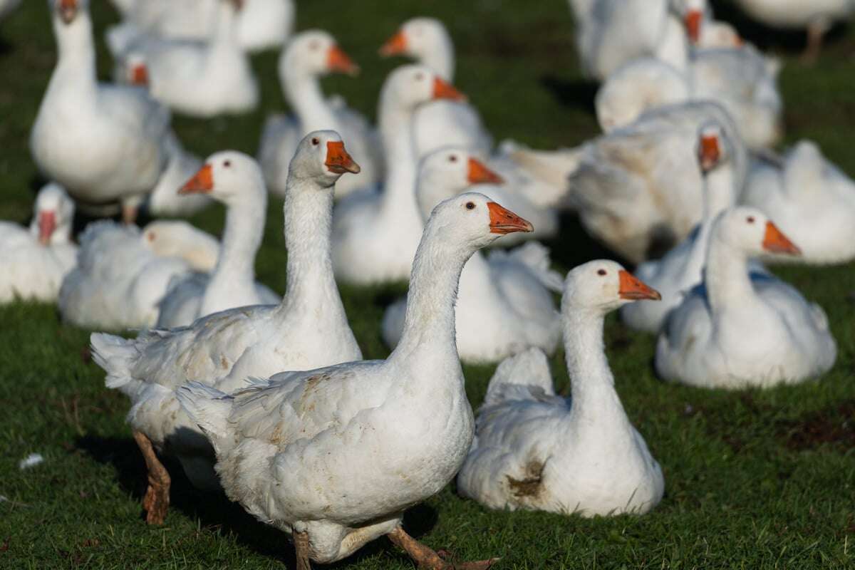 Erfolg für Tierschützer: Dieser Mode-Gigant verzichtet in Zukunft auf Daunen