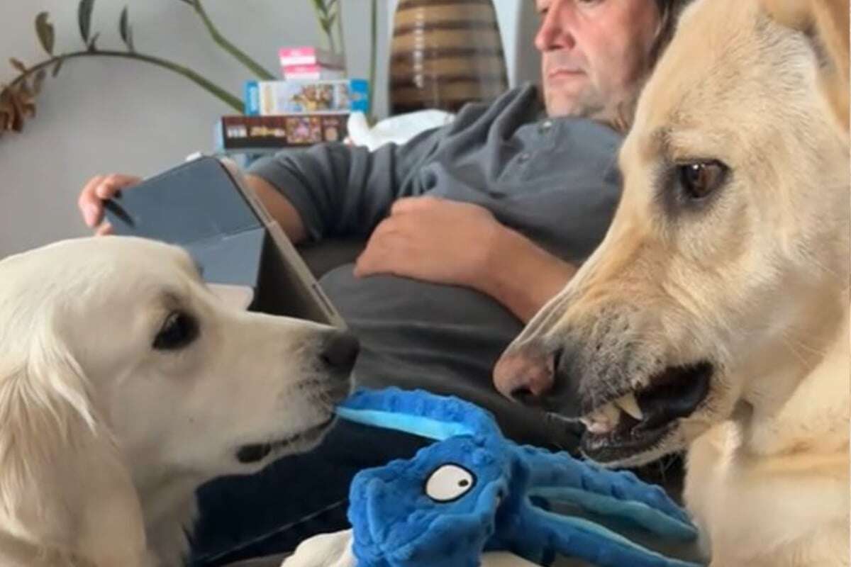 Golden Retriever will Stofftier von Labrador: Kurz darauf fließen Lachtränen