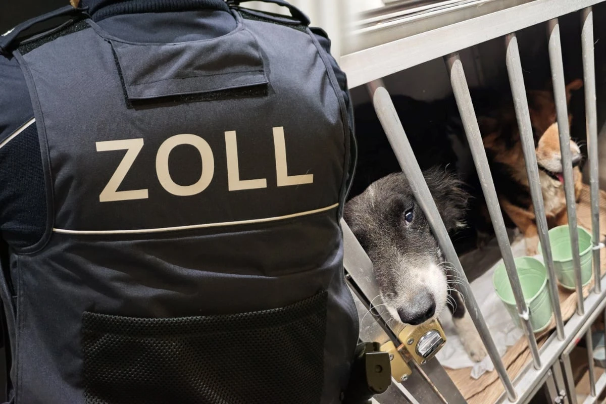 45 Hunde für weite Reise in Transporter gepfercht: Zoll schreitet ein