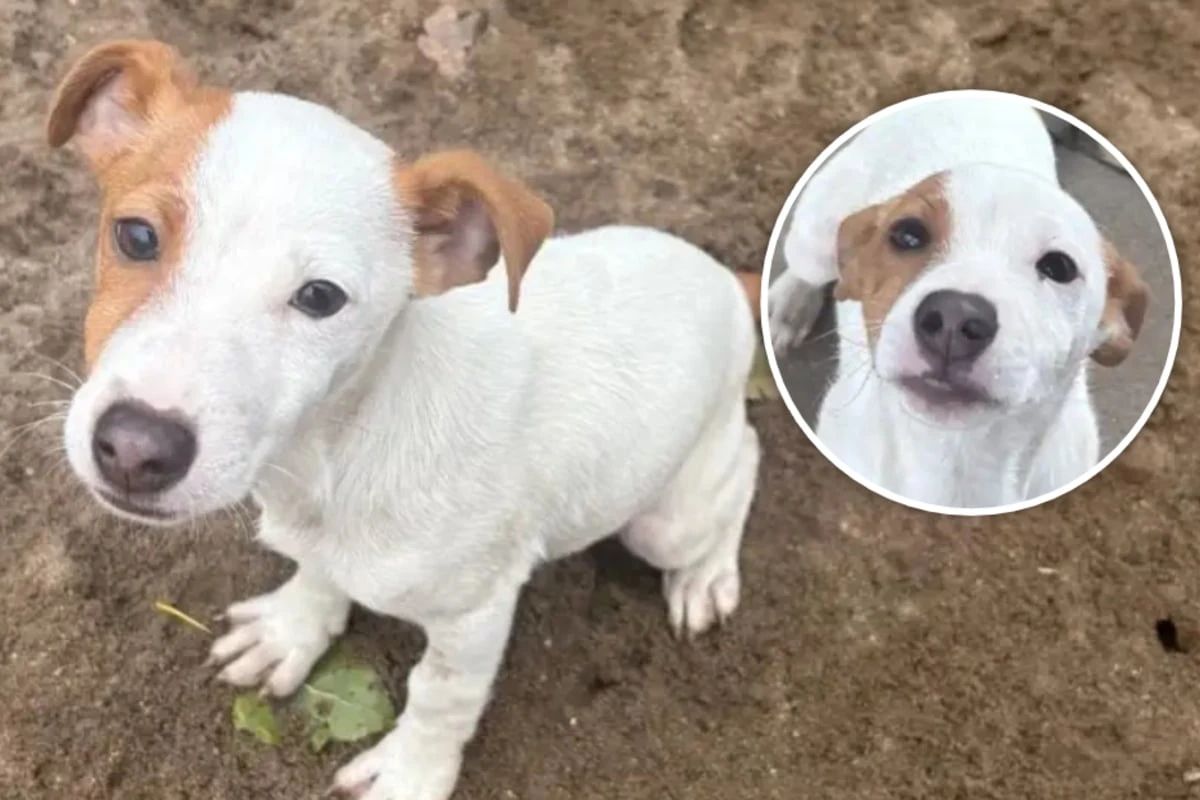 Fast die Hälfte seines Lebens im Tierheim: Wer hat ein Herz für Zack?