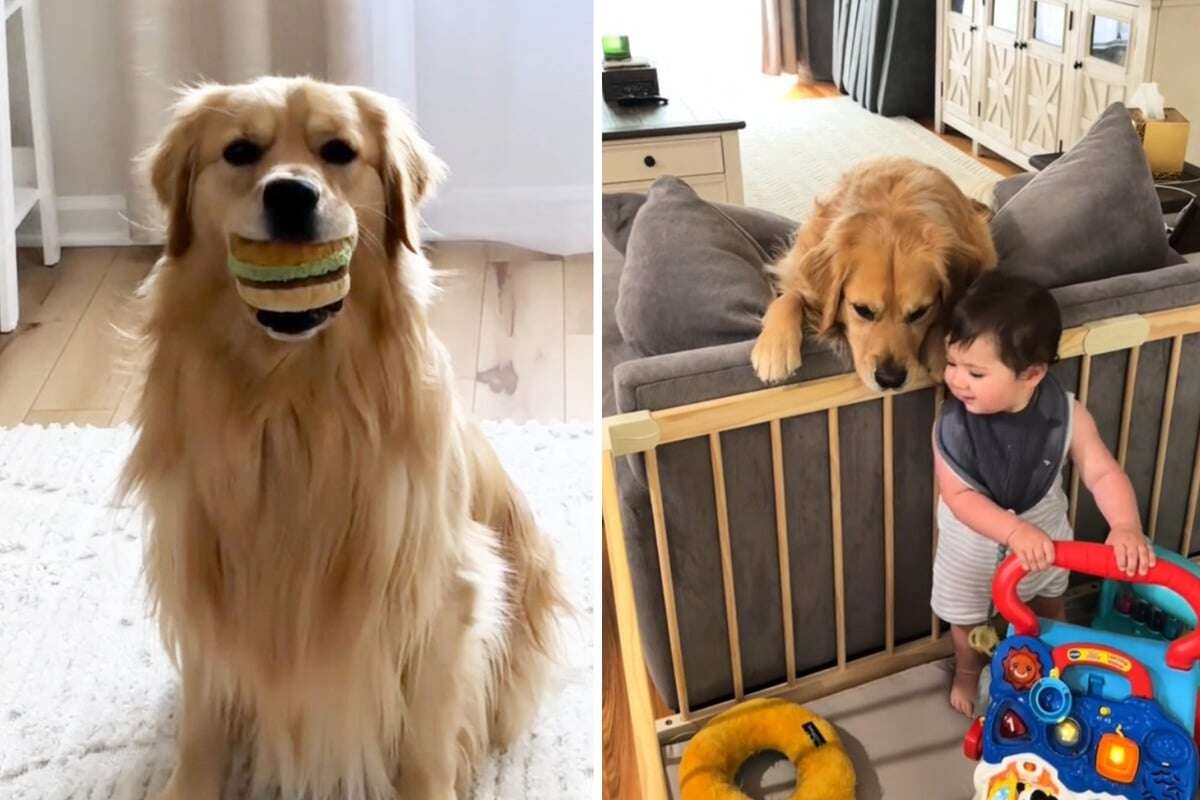 Golden Retriever und Baby bringen alle zum Lachen: Was haben sie da ausgeheckt?