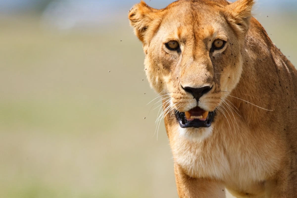 Horror auf Safari-Ranch: 14-Jähriges Mädchen von Löwen zerfetzt