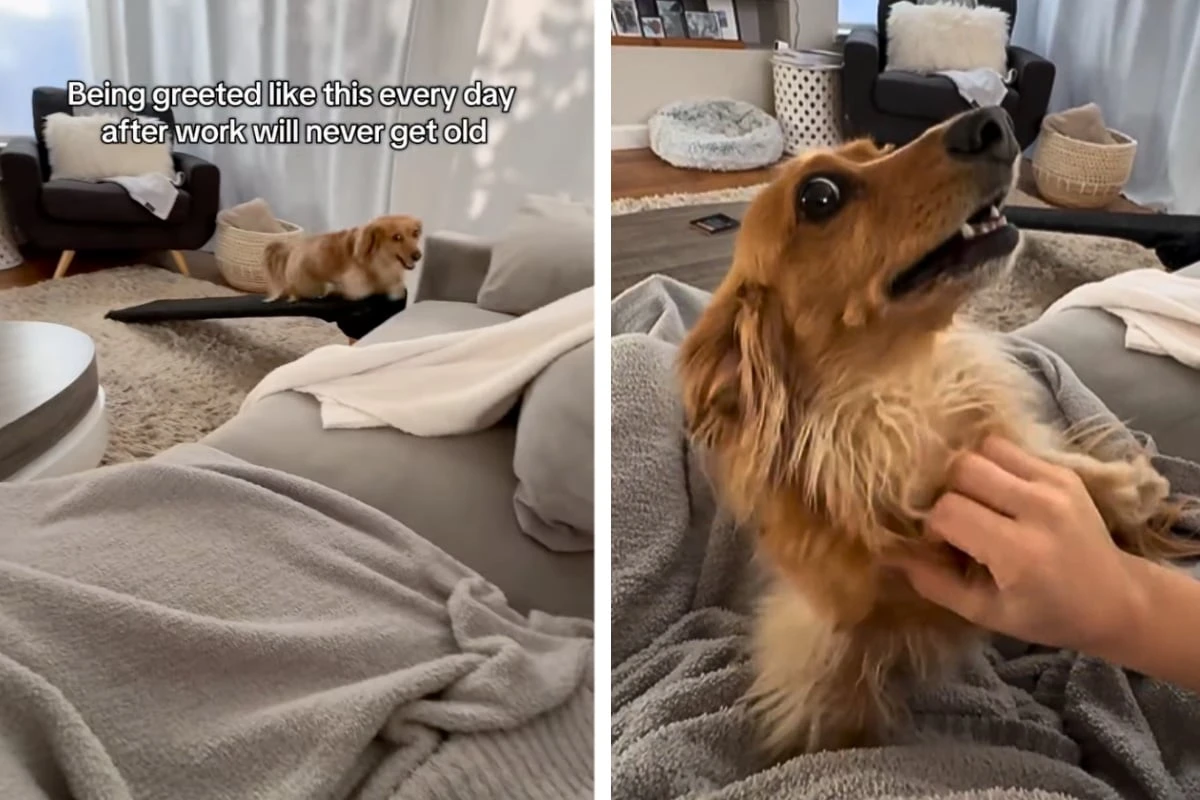 Wie dieser Dackel sein Frauchen grüßt, lässt alle Herzen schmelzen