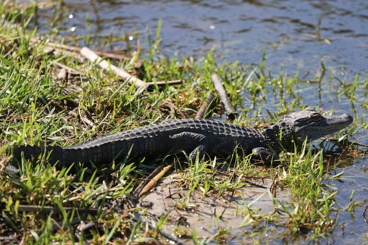 Alligator in Vechta gesichtet: Tappt das Reptil in die Falle?