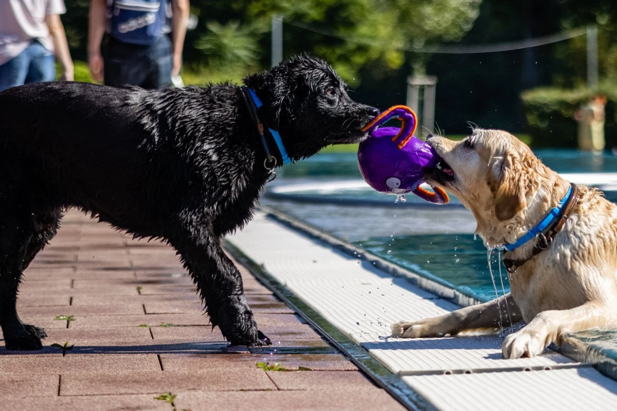 Premiere zum Sommer-Finale: Freibad öffnet seine Pforten für Hunde