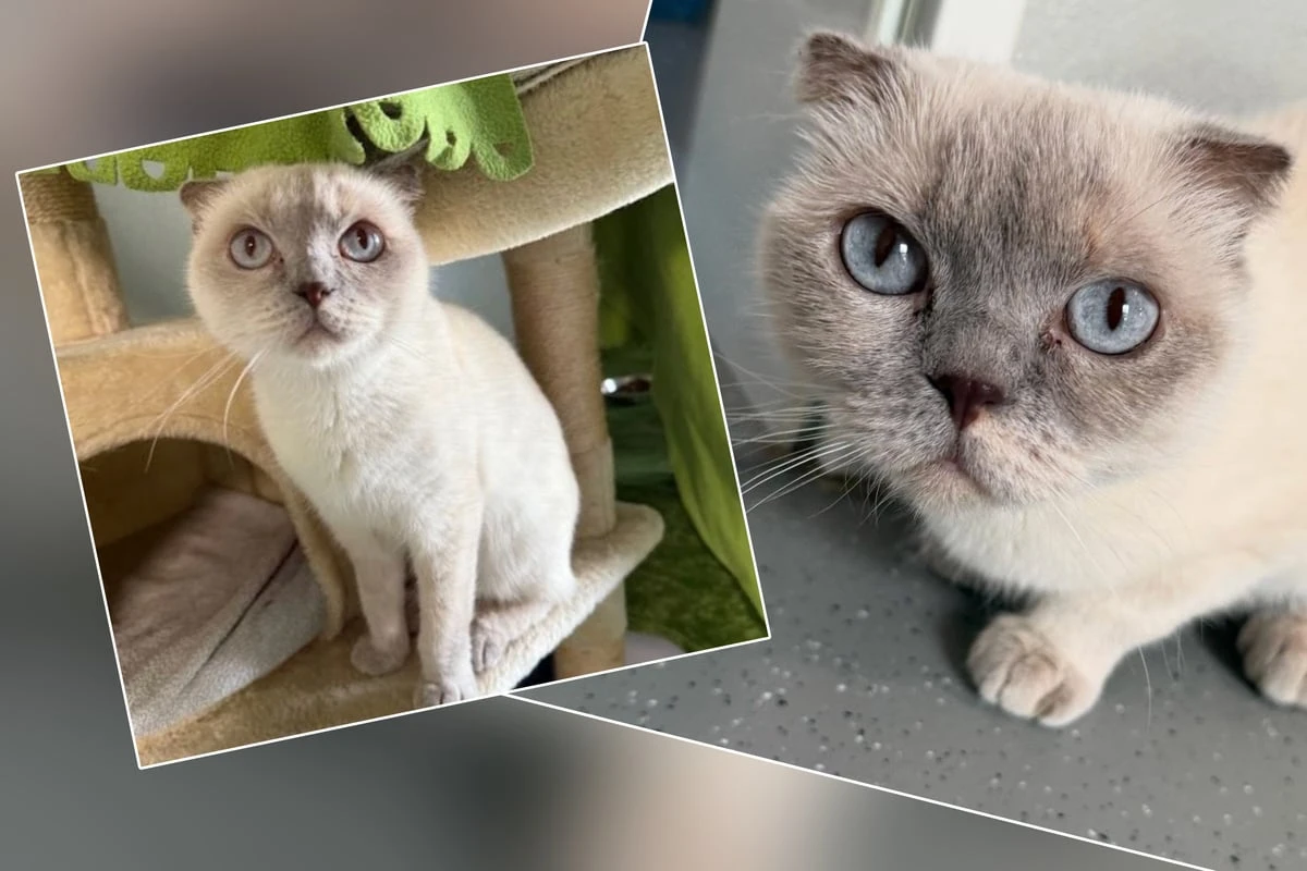 Trotz Handicap: Katze Emma sucht nach Couch fürs Leben