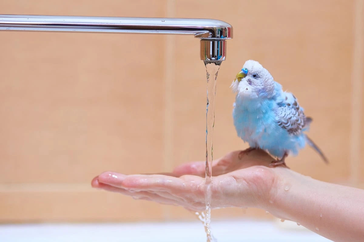 So liebt Dein Wellensittich das Baden - Ein nützlicher Bade-Guide