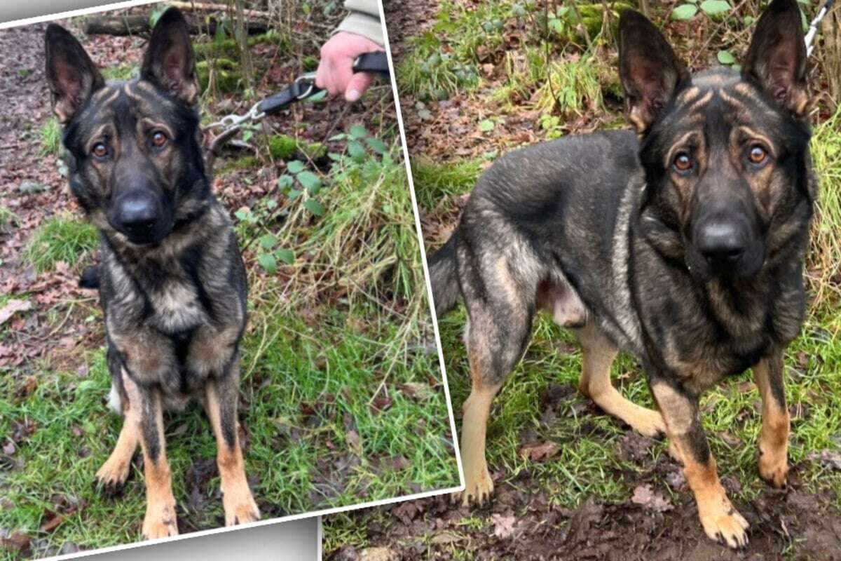 Junger Hund kommt aus Vermittlung zurück: Jetzt hofft Schröder auf eine neue Chance