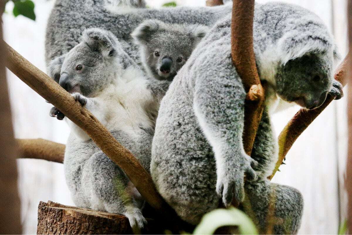 Koala-Trio stirbt in deutschem Zoo: Zwei weitere Tiere kämpfen noch um ihr Leben!