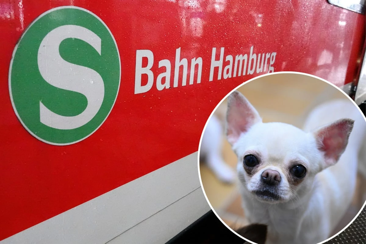 Einsatz am Bahnhof Altona: Halter sturzbetrunken - Hund läuft ins Gleis