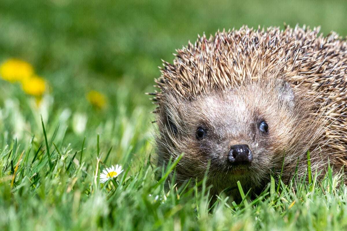 Stadt Köln erlässt Verbot zum Schutz für Igel: Das dürfen Gartenfans ab sofort nicht mehr machen