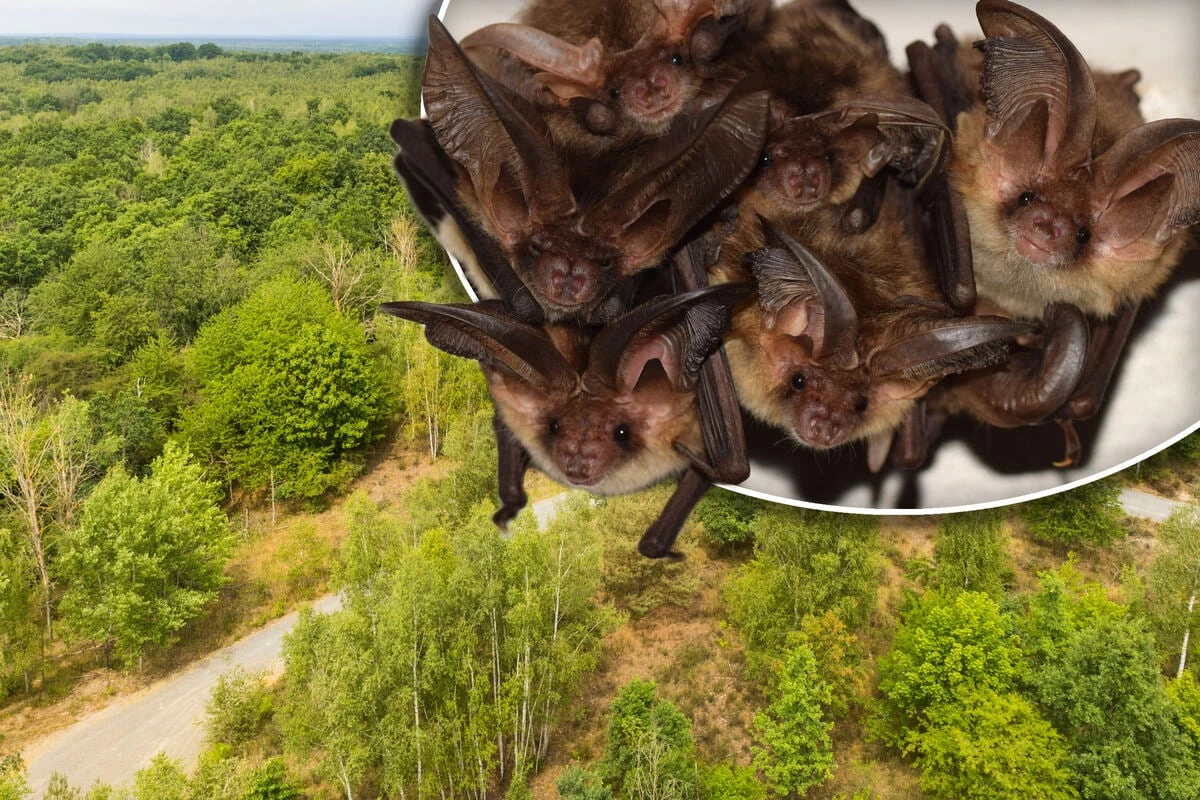 Fledermausrufe im Naturschutzgebiet: Drei neue Arten entdeckt