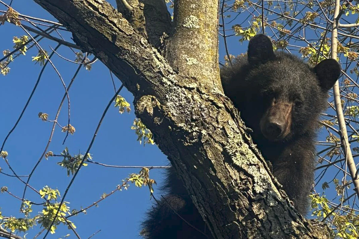 Bär im Baum sorgt für Aufsehen: Rettung endet mit spektakulärem Sturz