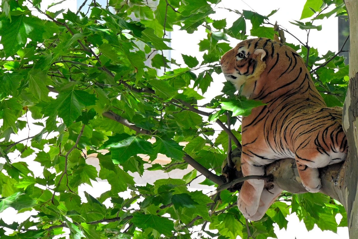 Tiger chillt in Leipziger Baum: Stadt 
