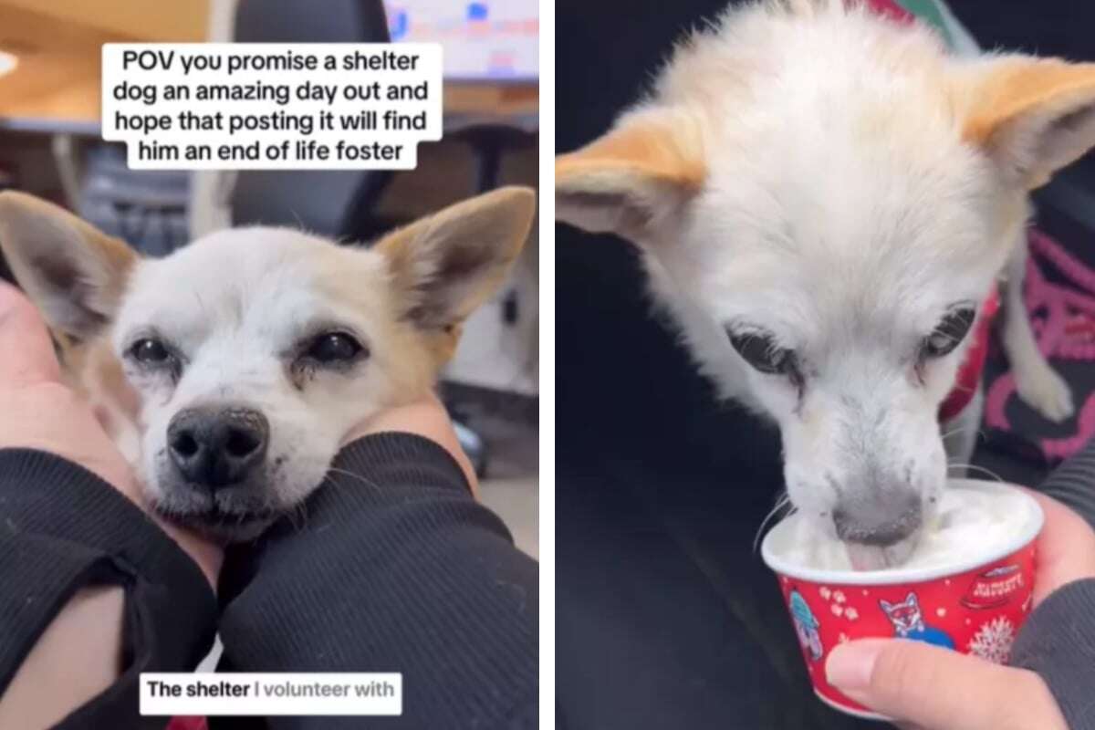 Chihuahua hat Herz- und Nierenprobleme: Was sein Tierheim dann für ihn tut, rührt alle zu Tränen