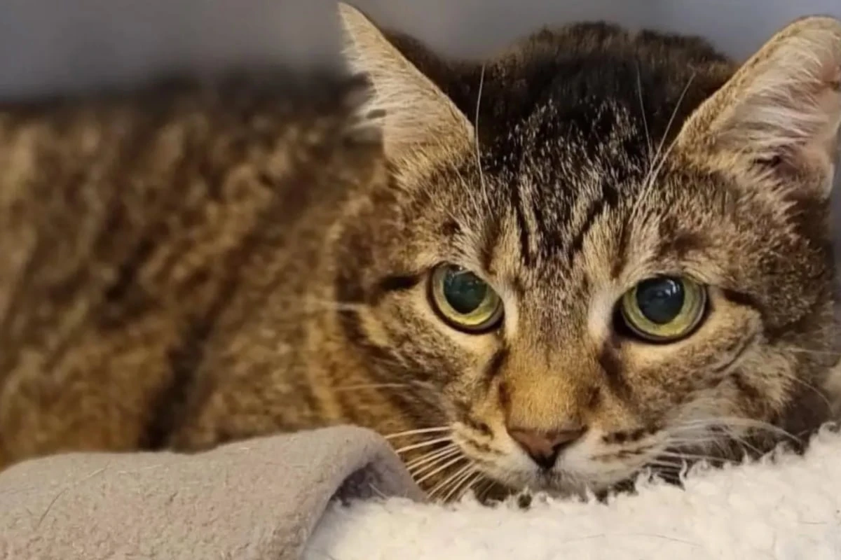 Sie lässt sich von Krankheiten nicht stoppen: Katze Paula hofft auf Happy End