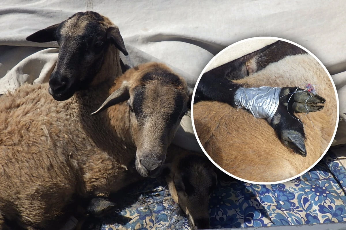 Schafe mit Panzertape gefesselt: Polizei stoppt schrecklichen Tiertransport
