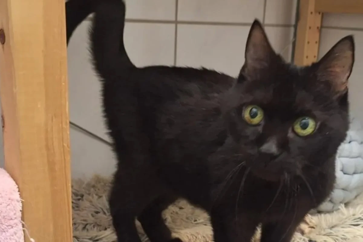 Sie hat einen letzten Wunsch: Katze Mosia will nicht im Tierheim sterben