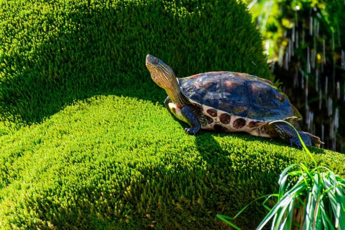 Grünes Paradies für Schildkröten: Tipps zur idealen Freigehege-Bepflanzung