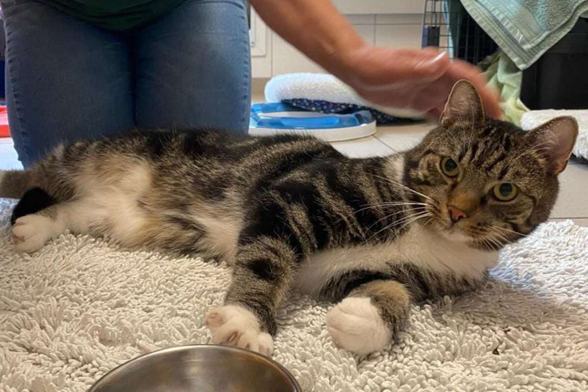 Er ist trotz Krankheit ein lebhafter Wirbelwind: Kater sucht ein neues Zuhause