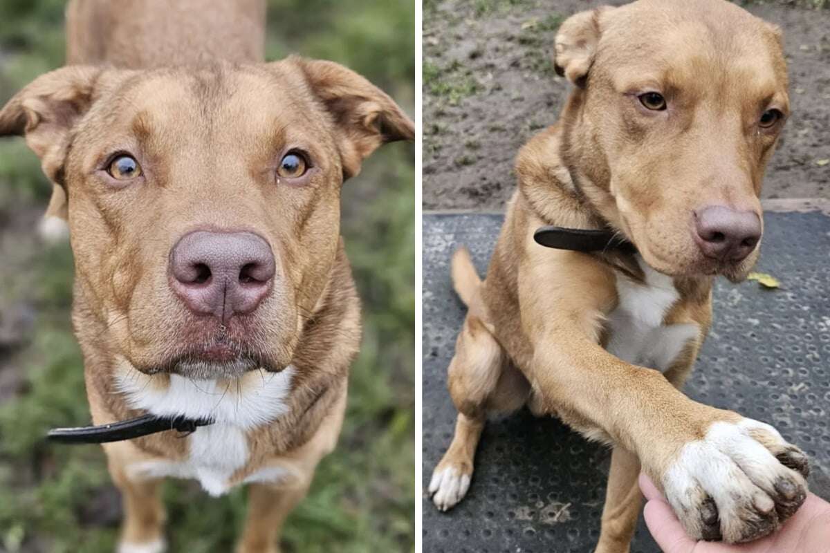 Nichts für schwache Nerven: Hund Loki verdient eine zweite Chance