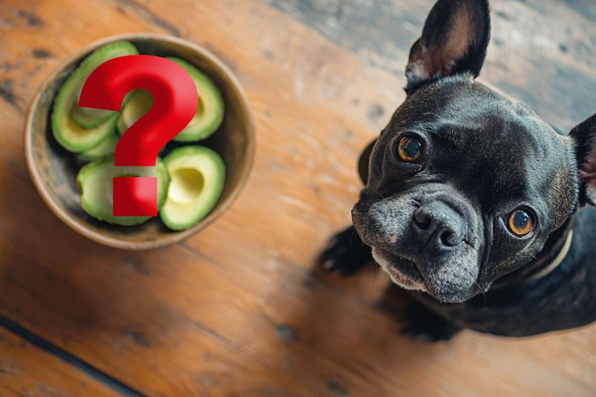 Avocado für Hunde: Gesunder Snack oder tödliche Frucht?