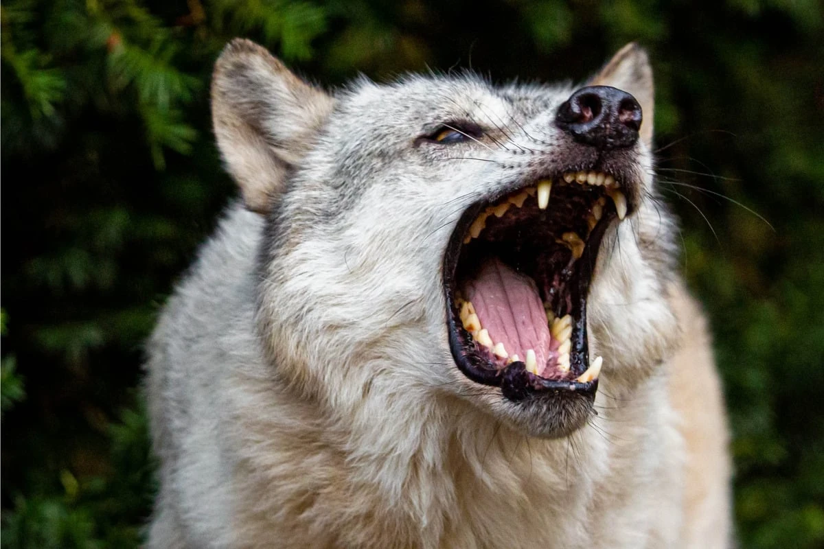 Schreckliche Szenen: Wolf beißt Kind und will es mitschleifen
