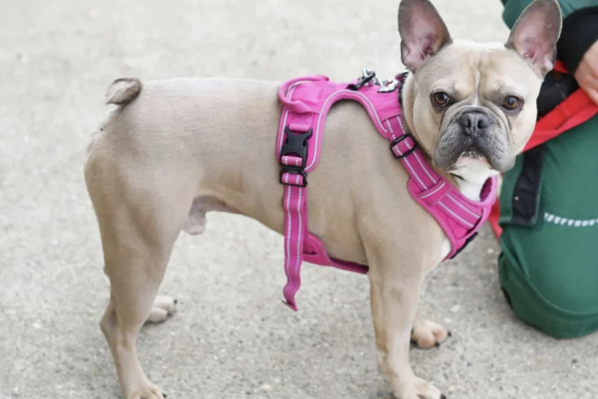 Französische Bulldogge Eddy ist eine ehrliche Haut: Kannst Du sein Herz erobern?