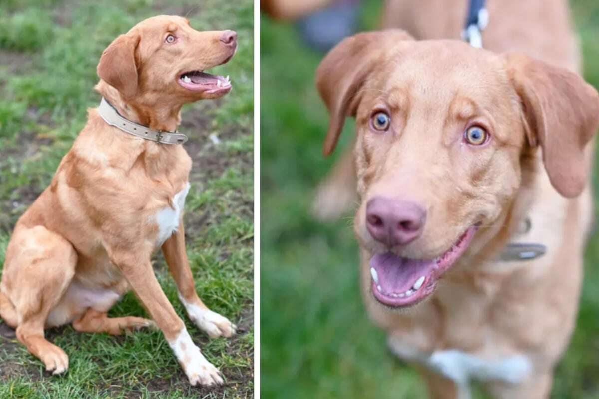 Lebenslustiger Labrador-Mischling wurde gefunden: Ob Happy eine zweite Chance bekommt?