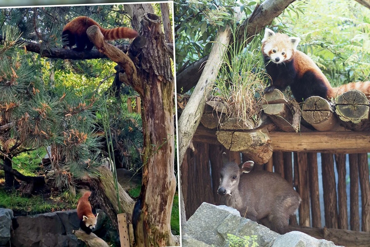 Leipzigs Rote Pandas: Franzose Asa soll für Nachwuchs sorgen, aber hat nur Augen fürs Fressen! 