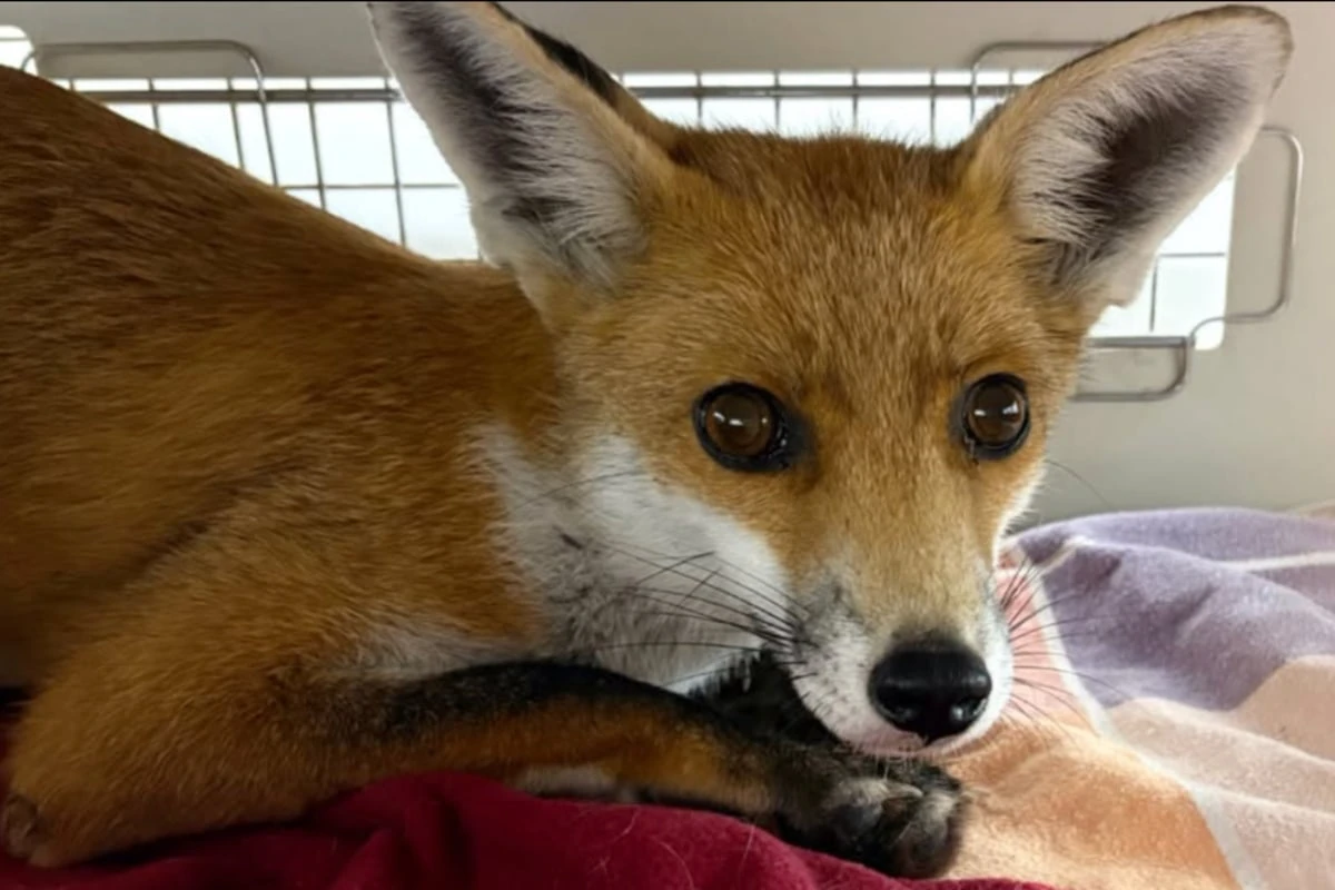 Fuchs angefahren und liegen gelassen: Das soll mit dem Tier jetzt passieren