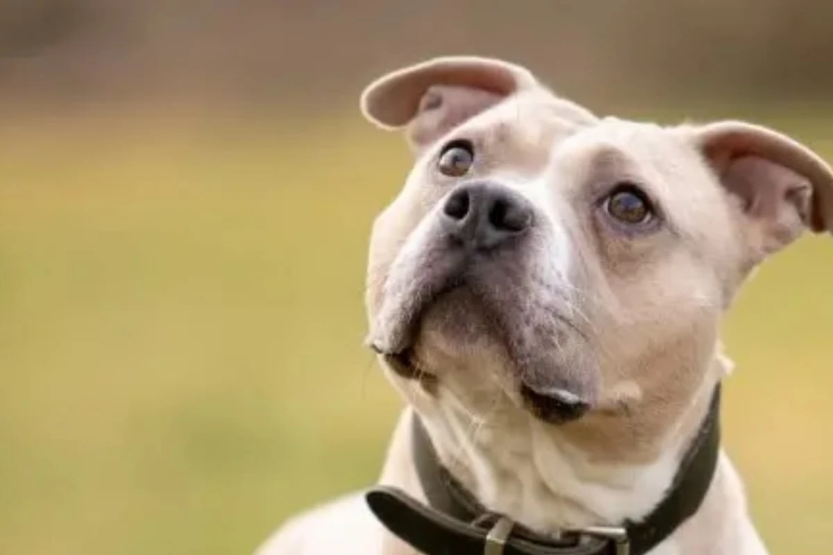 Hündin Kiba taut beim Spielen richtig auf: Wer gibt ihr eine Chance?