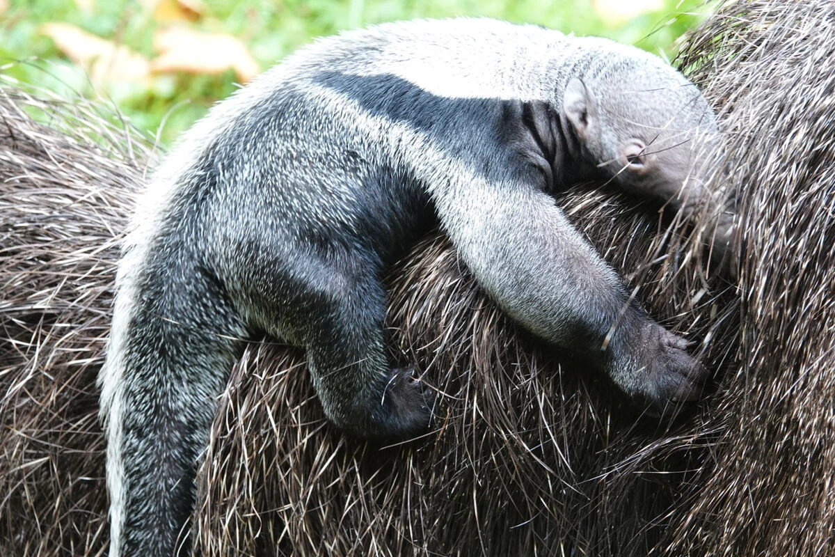 Fans können über Namen abstimmen: Nachwuchs bei Ameisenbären im Kölner Zoo