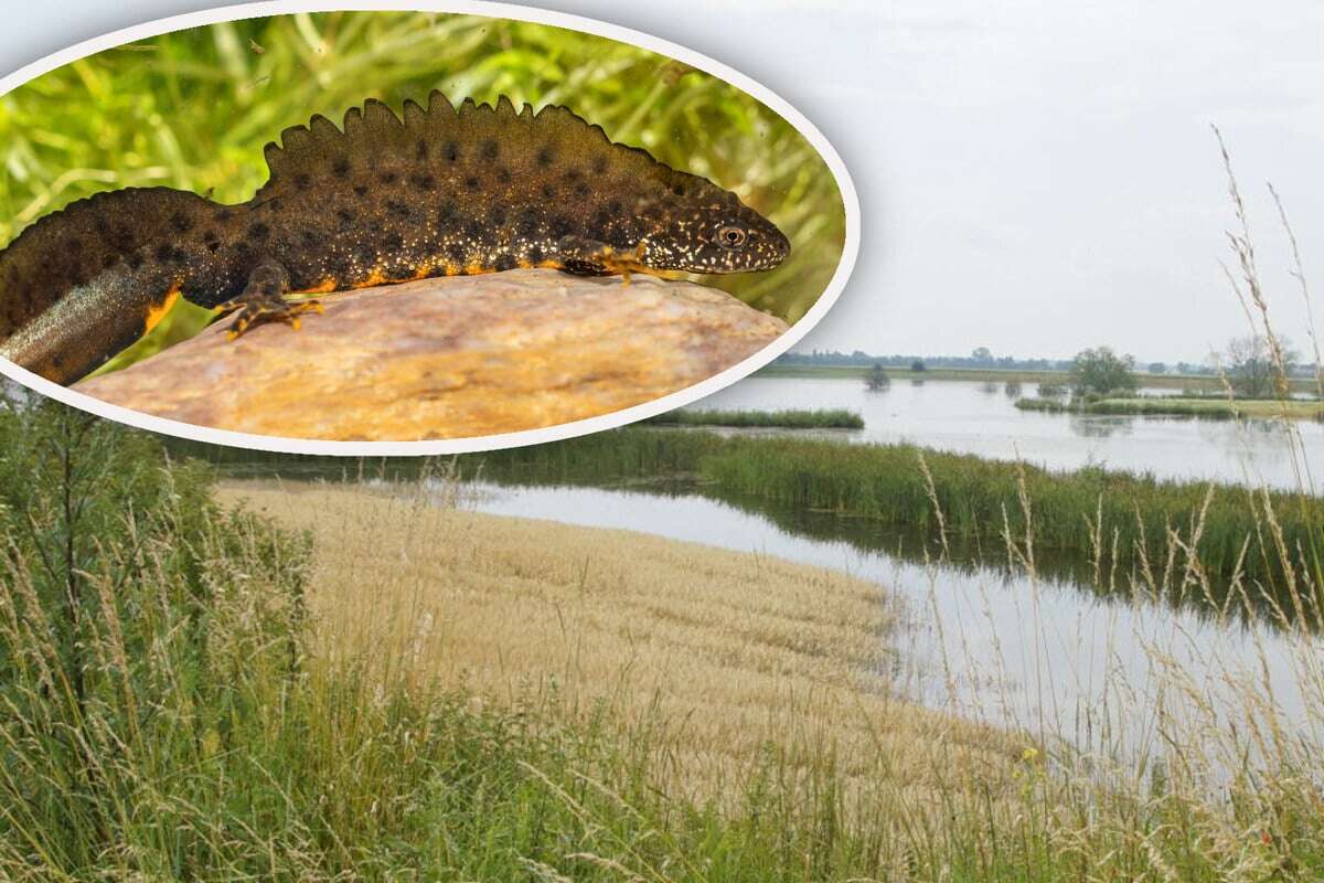 Kehren diese seltenen Amphibien schon bald in den Landkreis Leipzig zurück?