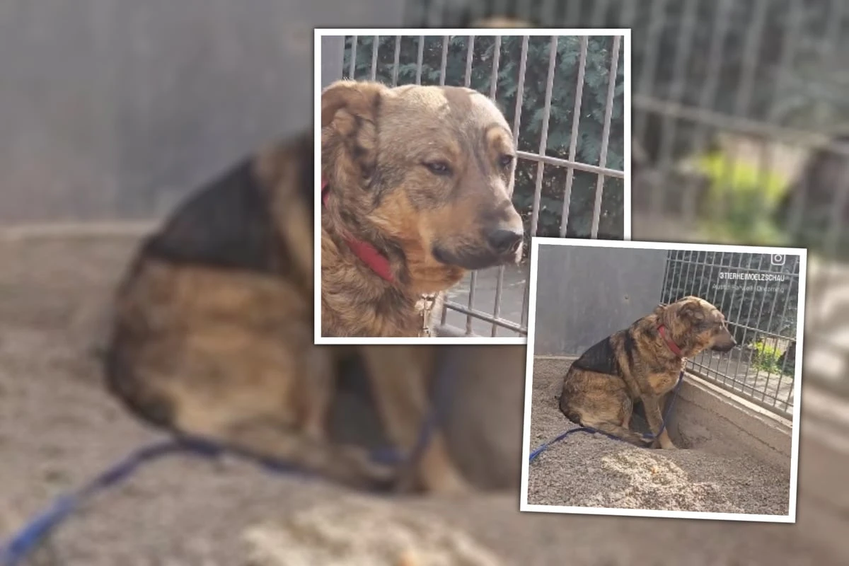 Sein Blick spricht Bände: Nach einer Beschlagnahme wünscht sich Manni einen Neustart