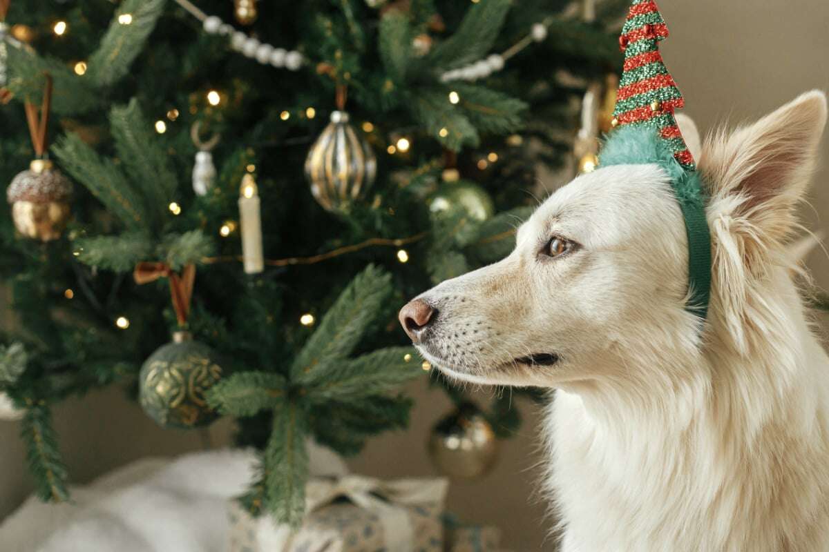 Vorsicht! Diese Gefahr für Mensch und Tier kann im Weihnachtsbaum lauern