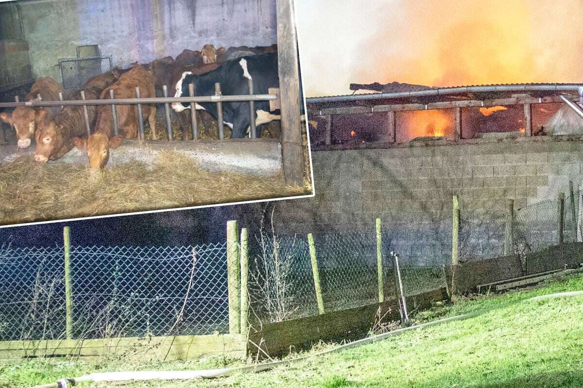 Feuer-Drama auf Bauernhof: Tiere fallen Flammen zum Opfer