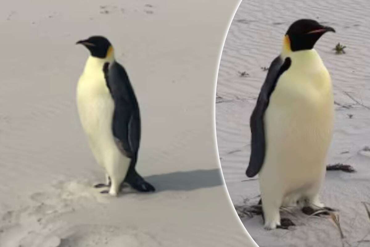 Vom Eis zur Sonne: Pinguin legt Mega-Distanz von Antarktis bis Australien zurück!