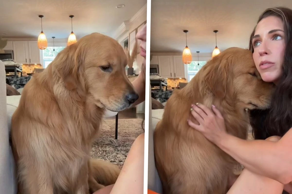 Golden Retriever bricht allen die Herzen: Doch warum ist er so traurig?