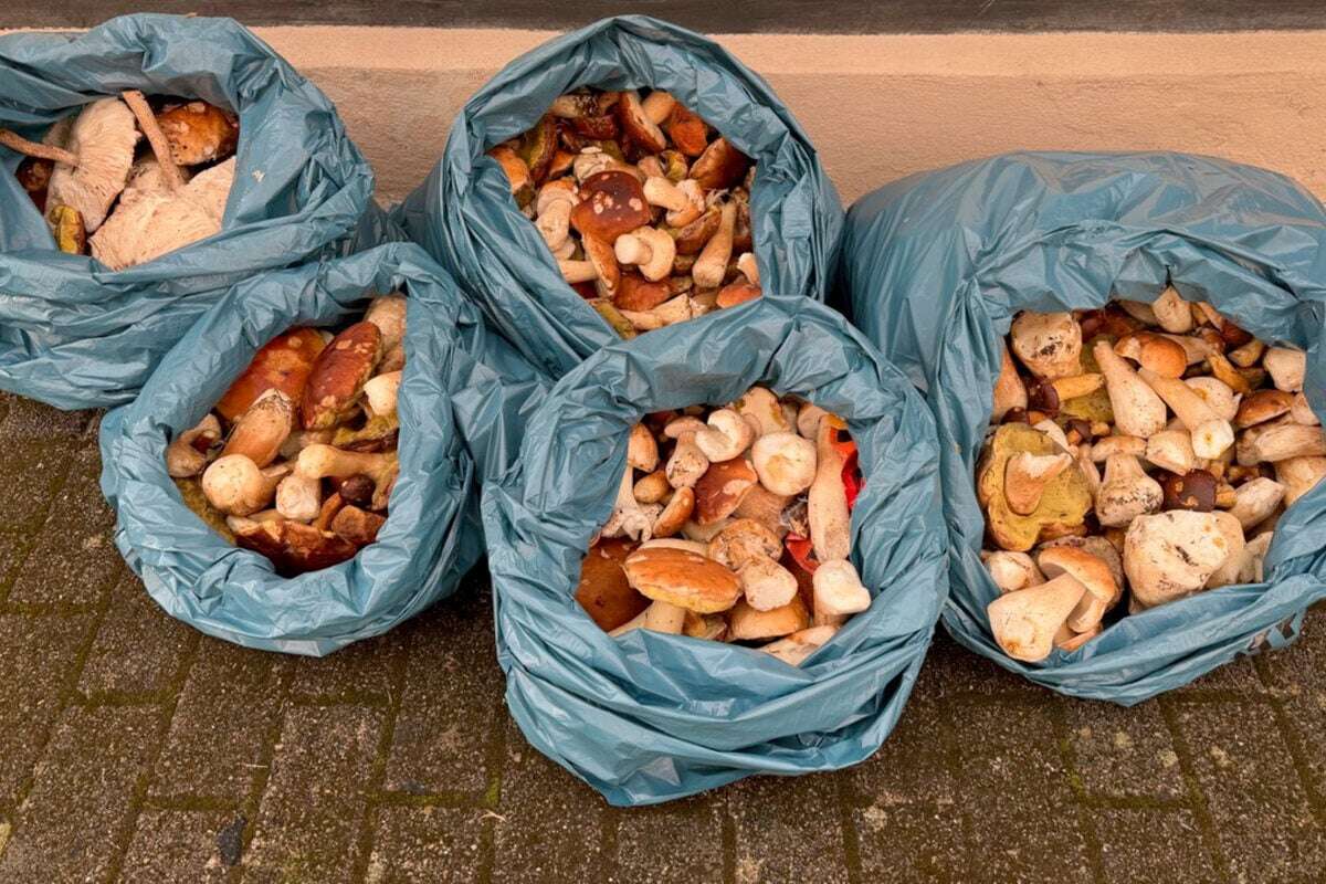 Über 70 Kilo Pilze aus dem Schwarzwald geschmuggelt: Was passiert mit der Beute?