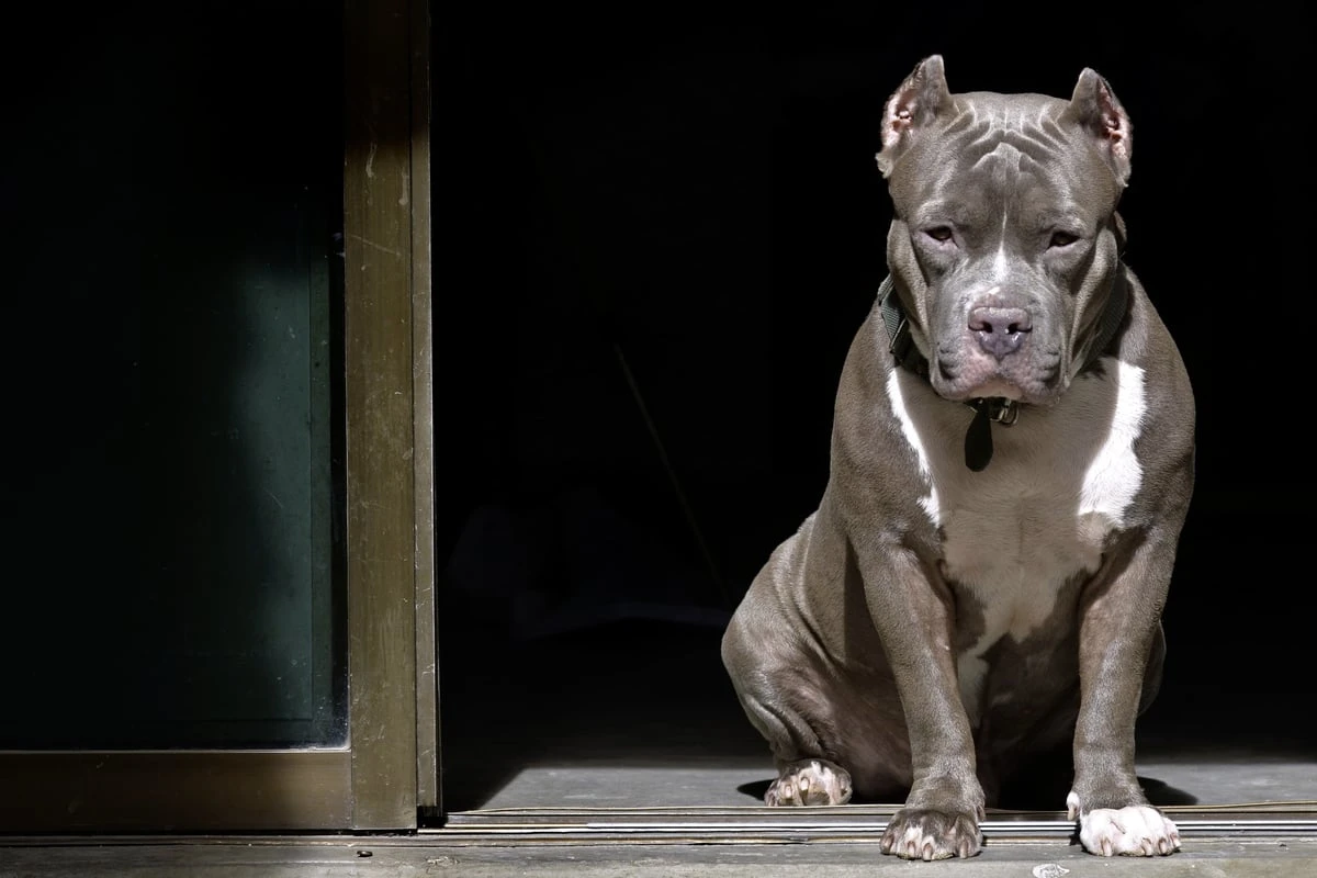 Umstände unklar: Hund beißt vierjähriges Kind tot
