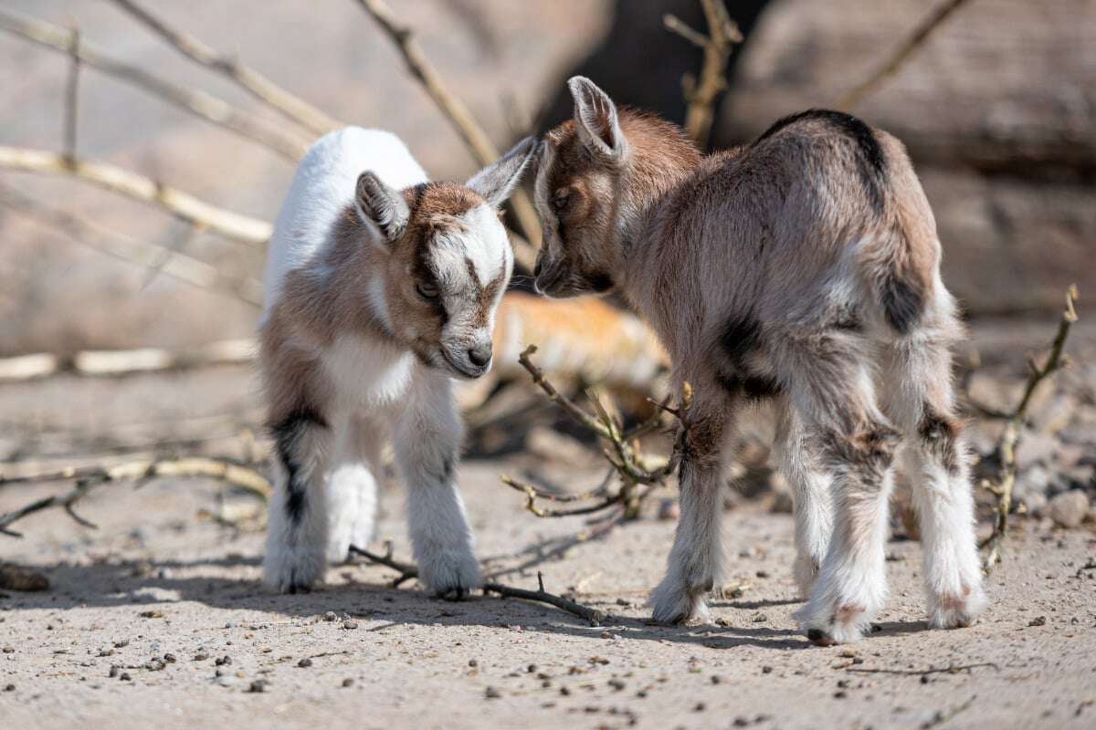 Tierpark Hagenbeck greift durch! Dieser Bereich wird geschlossen