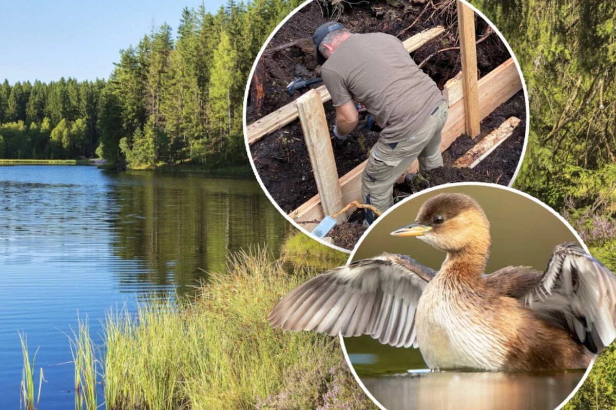 Idyllisch und gut fürs Klima: Dieses Moor in Sachsen wird wiederbelebt