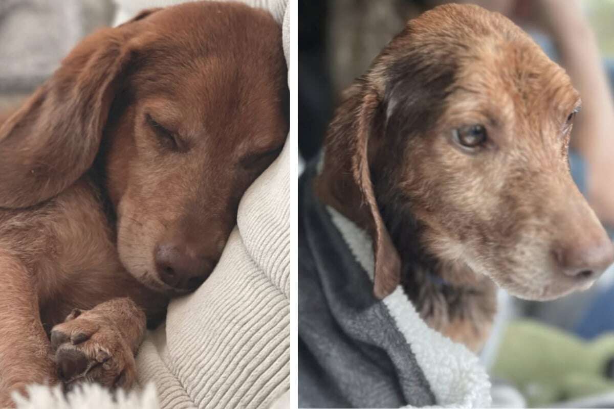 Ein Anruf änderte alles: So fand ein verwahrloster Hund sein Glück!