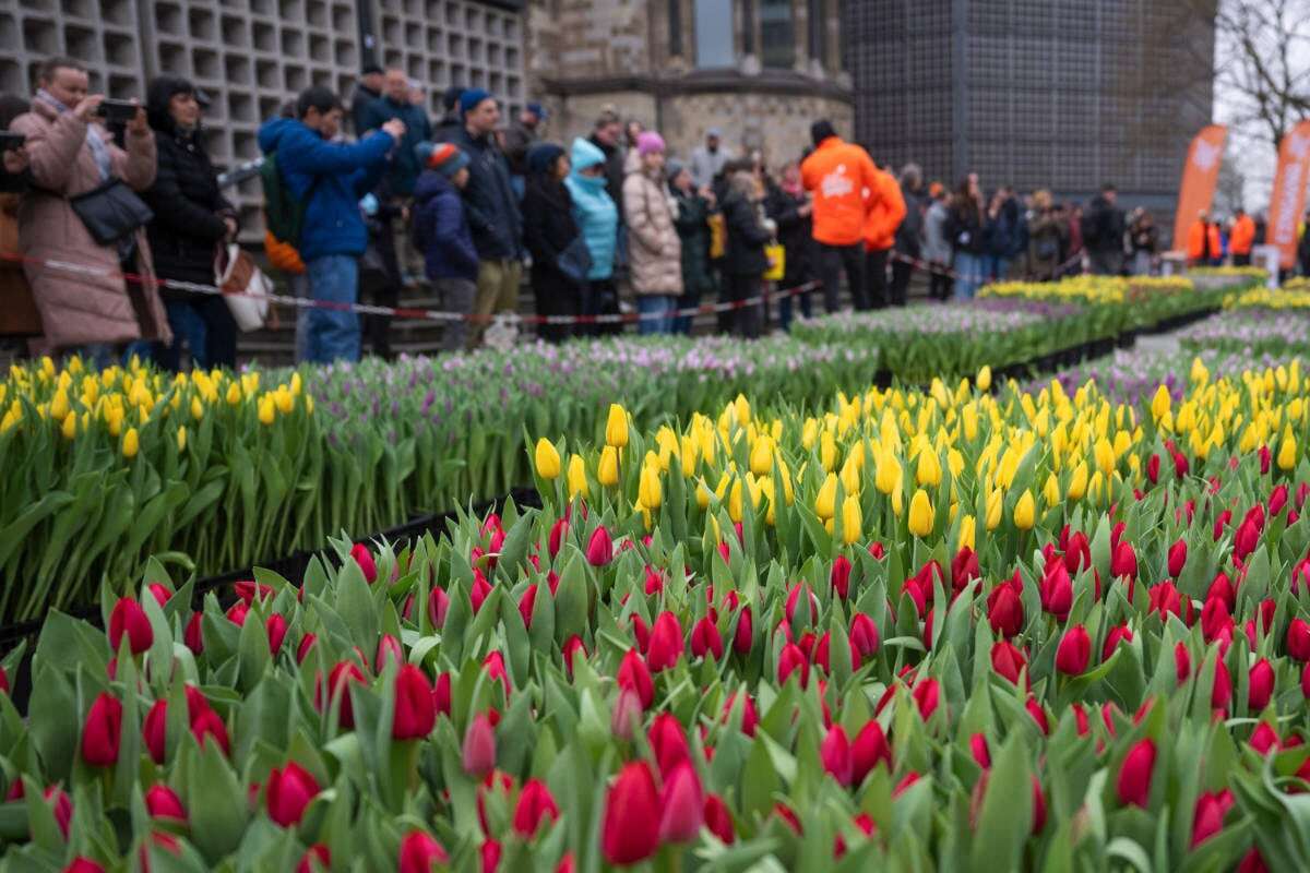 Lange Schlange vor Tulpenmeer auf Breitscheidplatz: Was ist da los?