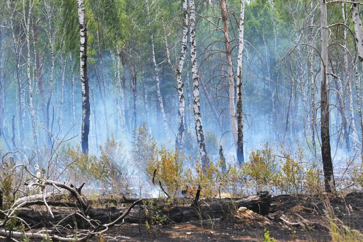 Waldbrand auf früherem Militärgelände in Brandenburg erloschen