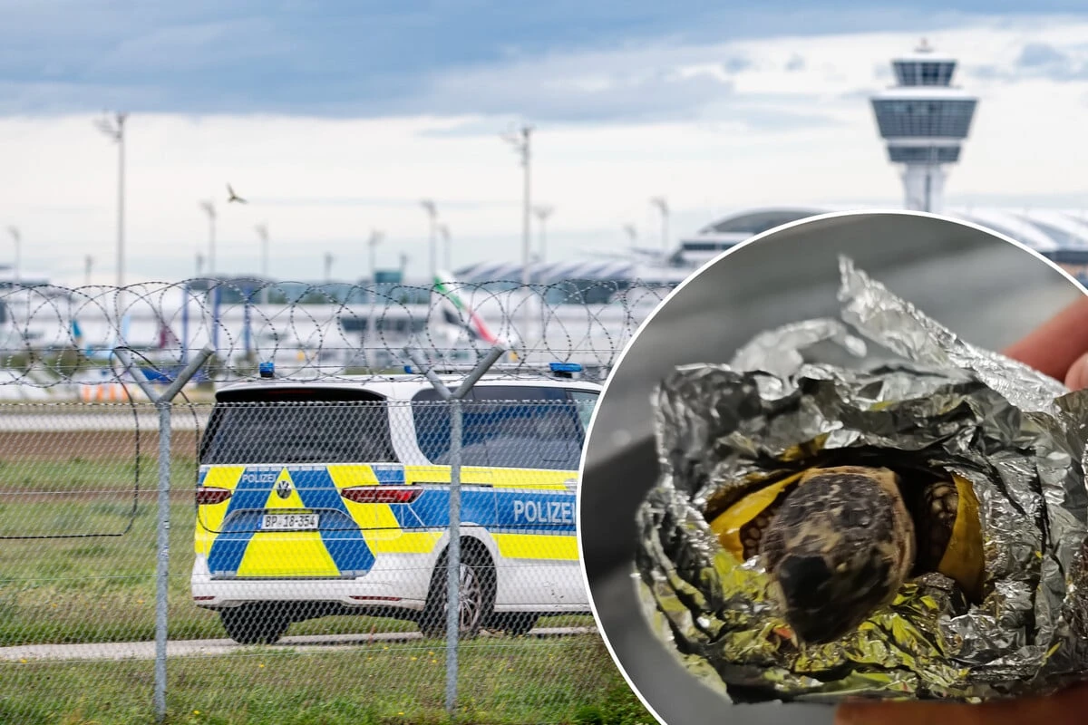 Tierquälerei am Flughafen: Landschildkröten mit Klebeband und Alufolie eingewickelt