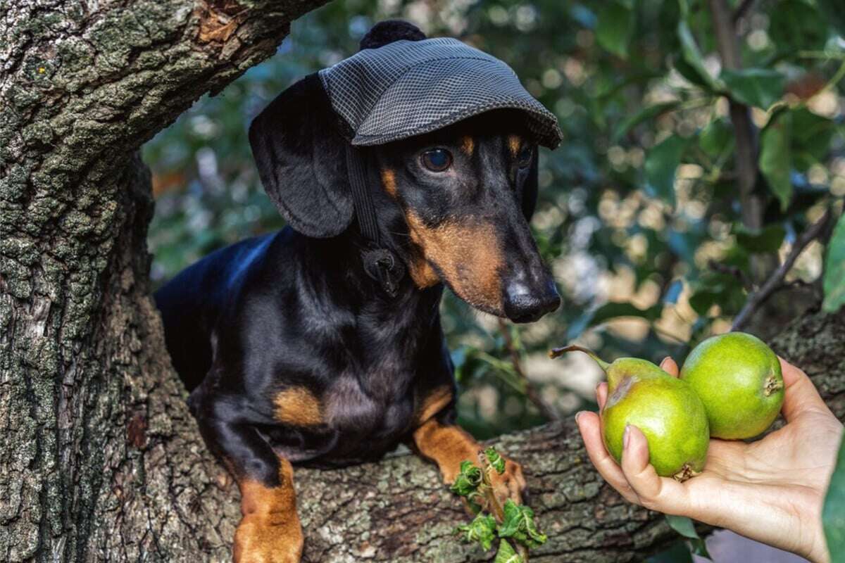 Birnen für Hunde: Nur so sind sie ungiftig und gesund